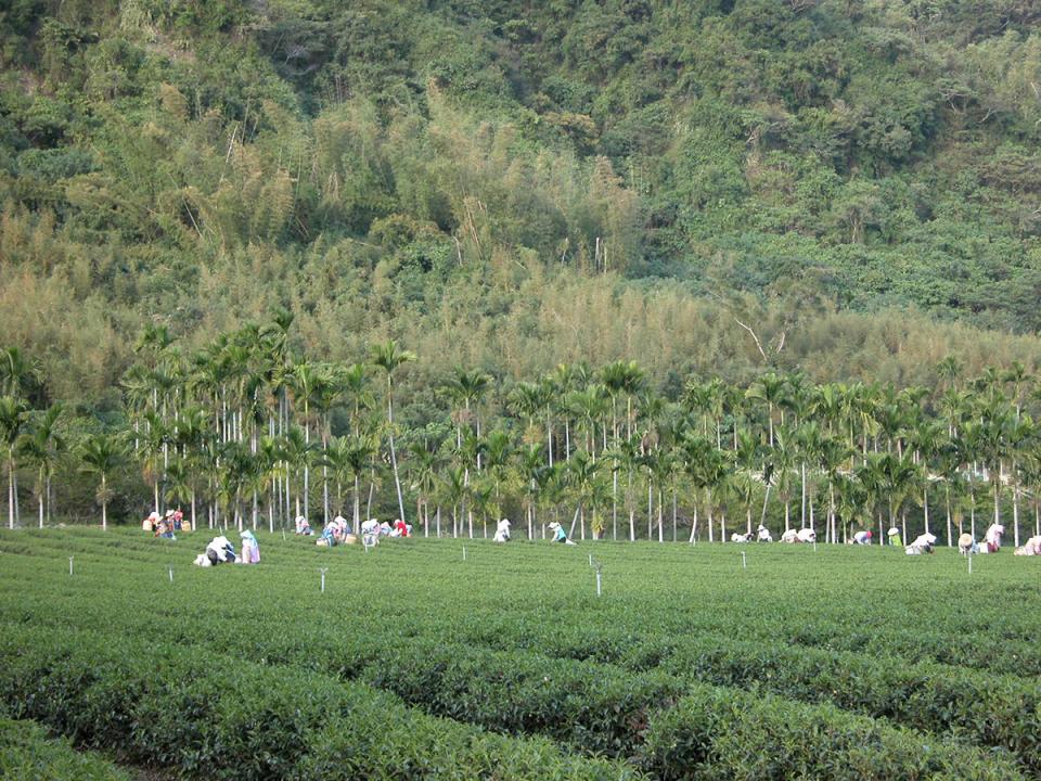 高台觀光茶園：茶園與山坡