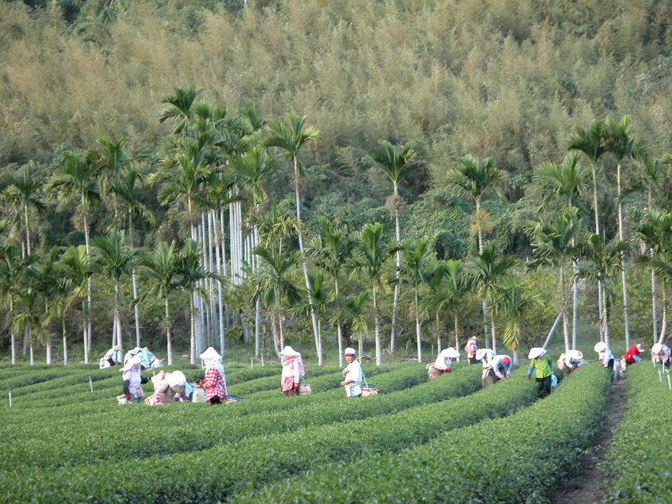 高台觀光茶園：採茶的人
