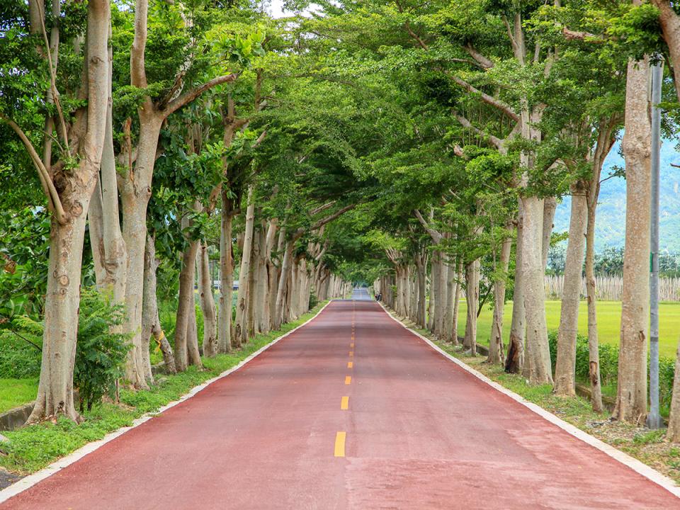 鹿野龍田自行車道：紅色車道與樹蔭