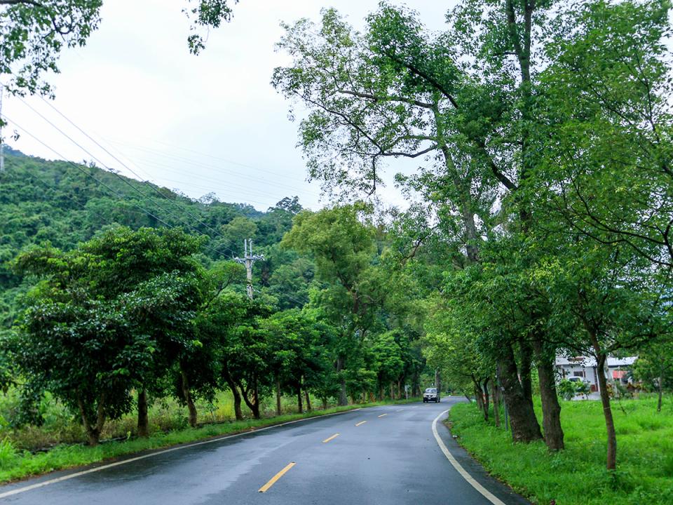 武陵綠色隧道：樹蔭下的公路